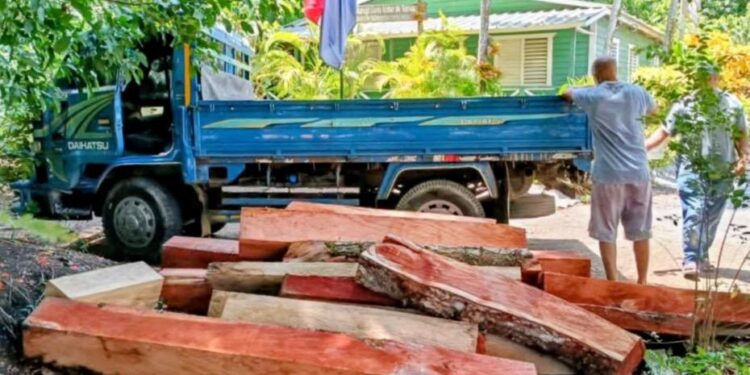 Medio Ambiente incauta troncos de caoba cortados ilegalmente en zona de Puerto Plata