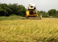 EEUU presiona para que la RD derogue decreto protege arroz