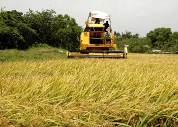 EEUU presiona para que la RD derogue decreto protege arroz