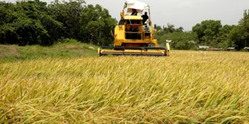EEUU presiona para que la RD derogue decreto protege arroz