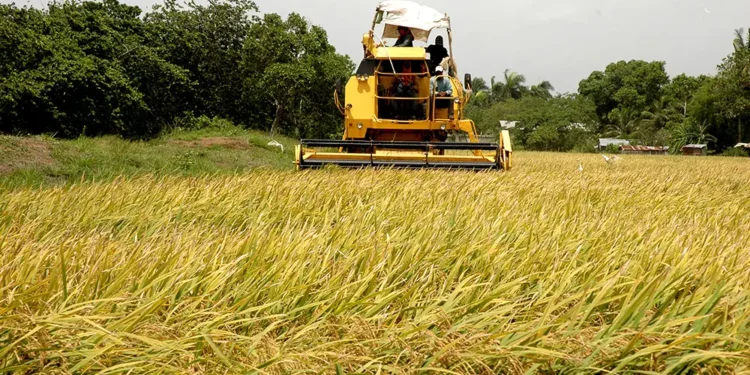 EEUU presiona para que la RD derogue decreto protege arroz