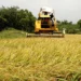 EEUU presiona para que la RD derogue decreto protege arroz