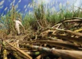 República Dominicana aumenta cuota de azúcar para exportar a EE. UU.