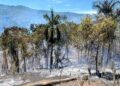 Denuncian incendio forestal que afectó más de 200 tareas de cacao en paraje de Altamira