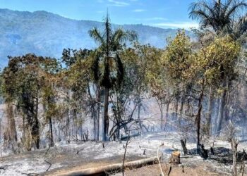 Denuncian incendio forestal que afectó más de 200 tareas de cacao en paraje de Altamira