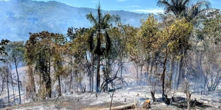 Denuncian incendio forestal que afectó más de 200 tareas de cacao en paraje de Altamira