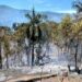 Denuncian incendio forestal que afectó más de 200 tareas de cacao en paraje de Altamira