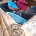 Detienen camioneta con tres haitianos ocultos debajo de carga de cítricos en Dajabón