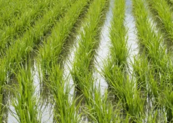 FENARROZ respalda al Gobierno en negociaciones con Estados Unidos por el arroz