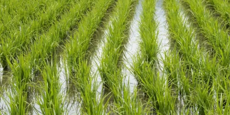 FENARROZ respalda al Gobierno en negociaciones con Estados Unidos por el arroz