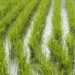 FENARROZ respalda al Gobierno en negociaciones con Estados Unidos por el arroz