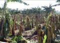 Ventarrón afectó plantaciones agrícolas y otros daños en la provincia Valverde