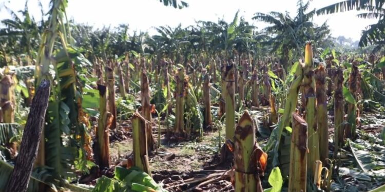 Ventarrón afectó plantaciones agrícolas y otros daños en la provincia Valverde